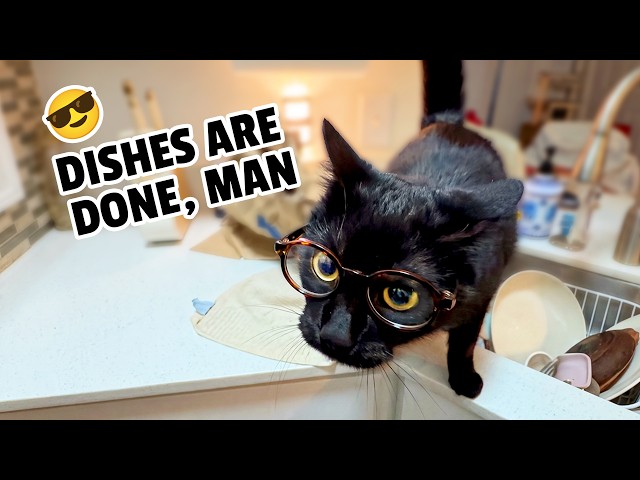 The HILARIOUS Pet Videos You Missed This Month 😹