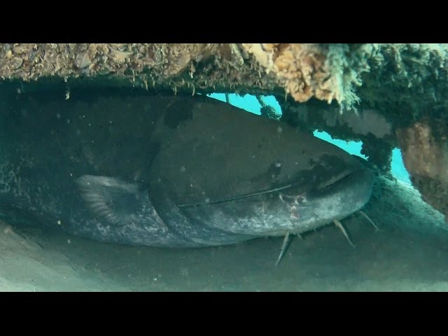Giant catfish - The biggest catfish i´ve ever seen Underwater