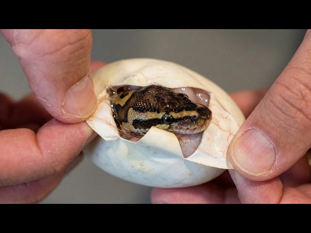 Ball Python Egg Cutting! Pairing Leopard, Yellowbelly, Pied, Het Clown X Normal, Pied. Clutch 7 2026