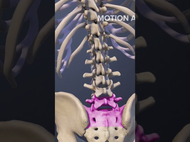 Functions of the L5-S1 Spinal Motion Segment