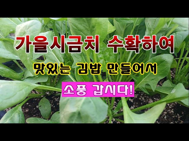 [Kitchen Gardener 2,951] Let’s harvest autumn spinach and make gimbap for a picnic! #SpinachFarmi...
