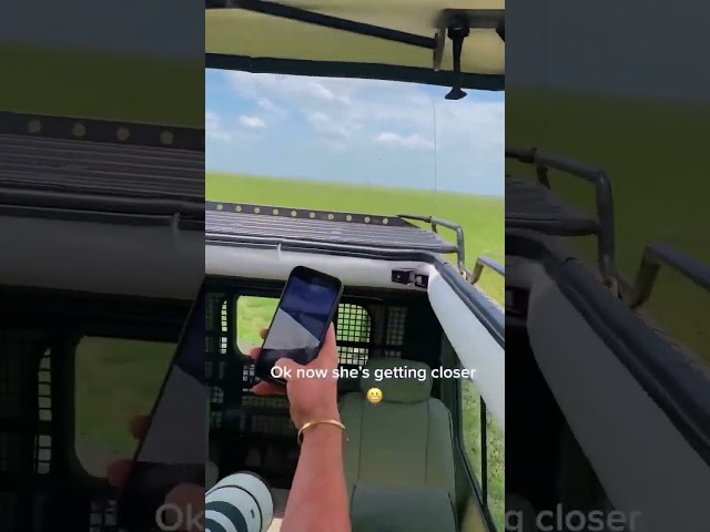 watch how friendly cheetah they are