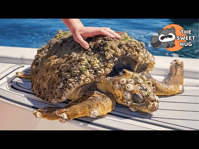 This Sea Turtle Was So Covered in Barnacles, She Could Barely Swim