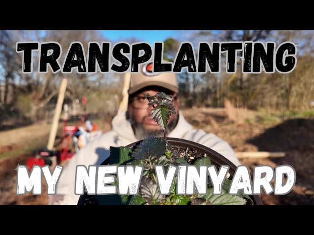 Planting Berries The Day Before Freezing Weather!