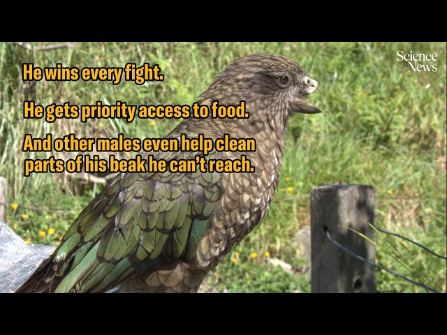 This kea parrot is the first-known disabled alpha male | Science News