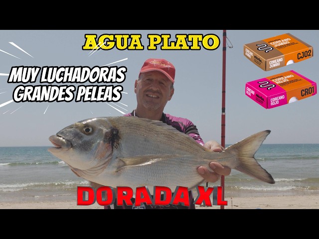 SURFCASTING FOR XL GILT-HEAD BREAM IN CALM WATERS: A BRUTAL FIGHT