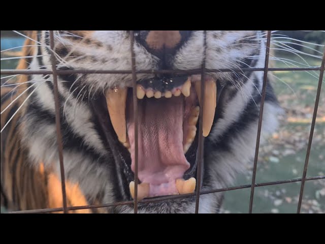 a Tiger can turn on You ,this easy!