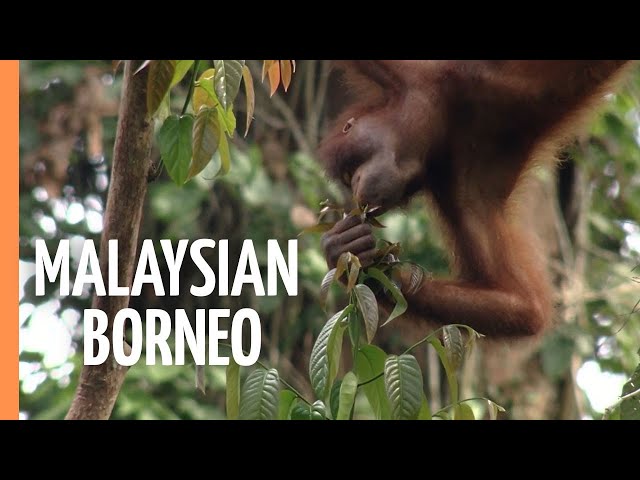 Sabah: Malaysian Borneo | Full Documentary