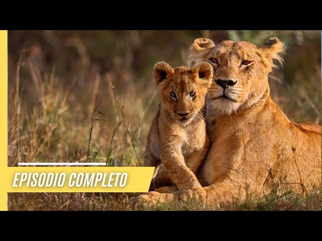 Los gigantes rugientes - Explorando la vida de tigres, leones  y jaguares | Episodio Completo