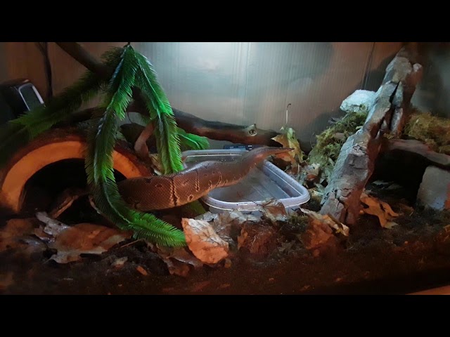 Ball python bioactive