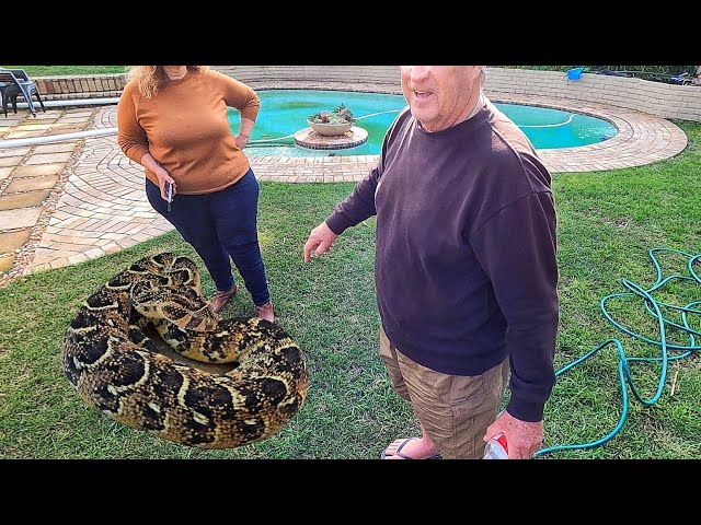 Deadly Snake in their Yard!