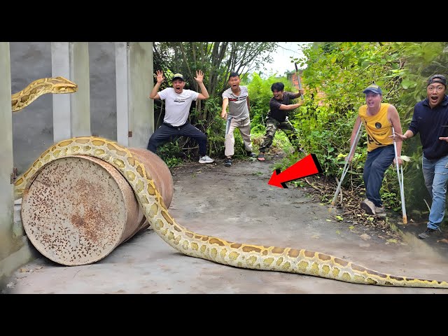 Brave Hunter Rescues Young Man From Giant Python and 100 Dragon Snakes