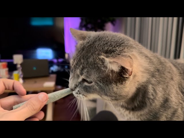 Cat Vice