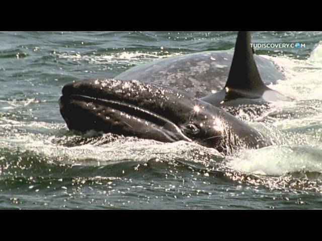 Killer Whales | Discovery Channel Latin America