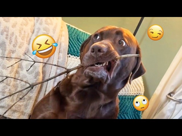 Try Not To Laugh 🤣 Most Watched Funny Dog Videos Compilation 🐶🤣#25