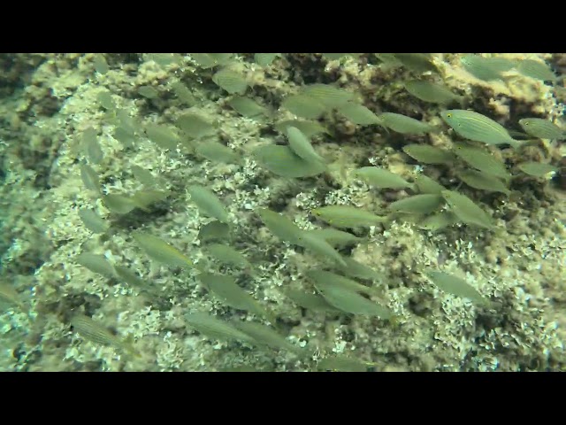 Salpas en bandada para el blog (Sarpa salpa) - Peces de Mallorca