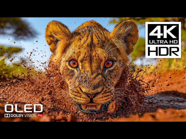 4K HDR 120 FPS - BEST Dolby Vision 4K Video with Relaxing Music for Stress Relief