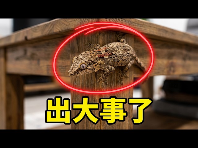 救命！巨人守宫再次越狱，翻遍工作室能找回它吗？【养爬姑娘】