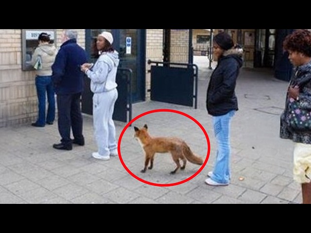 When You’re Living With the Most Polite and Funniest Animals Ever🤣