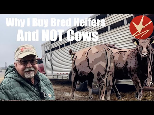 Why I Buy Bred Heifers and NOT Cows