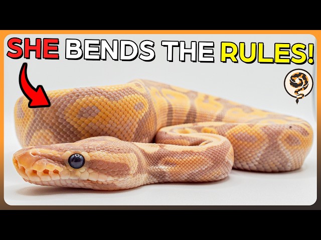 These Ball Pythons and their Genetics Bend the Rules! - Supercut