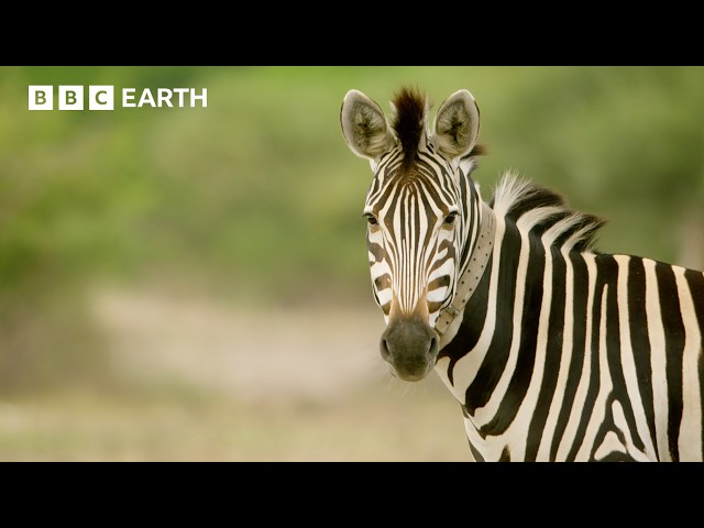 A Zebra's Journey Through the Wild | Nature's Great Migrations | BBC Earth