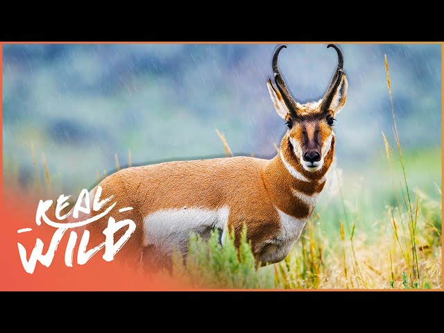 The Remarkable Pronghorn Antelope Of North America | Wild America