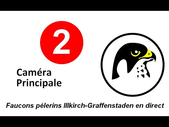 Faucons Pèlerins d'Illkirch : Caméra 2