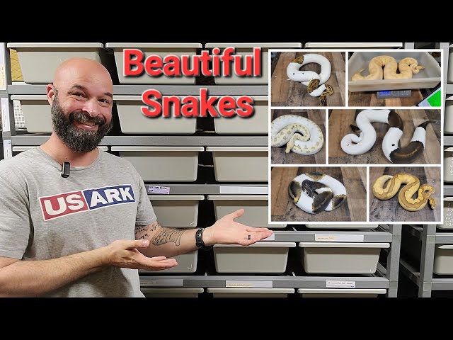 Beautiful Ball Python Collection