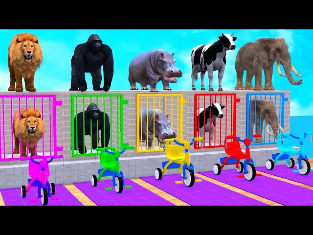Long Slide Game With Cow Elephant Gorilla Hippopotamus Tiger 3d Animal Game Funny 3d Animals