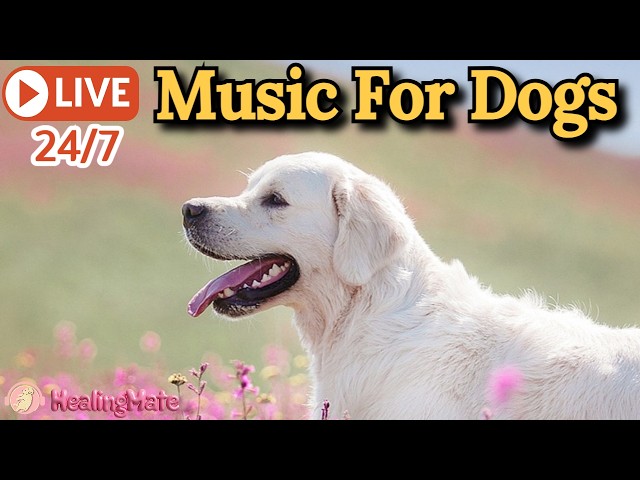🔴24/7 Dog Music🎵🐶Calming Music for Dogs🐶💖Relaxing Music for Dog Sleep💖🦮Dog Stress Relief🎵🔴1