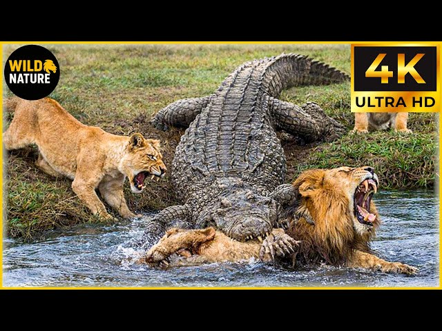 Craziest Crocodile Attacks Ever Caught On Camera | Animal Fights #3