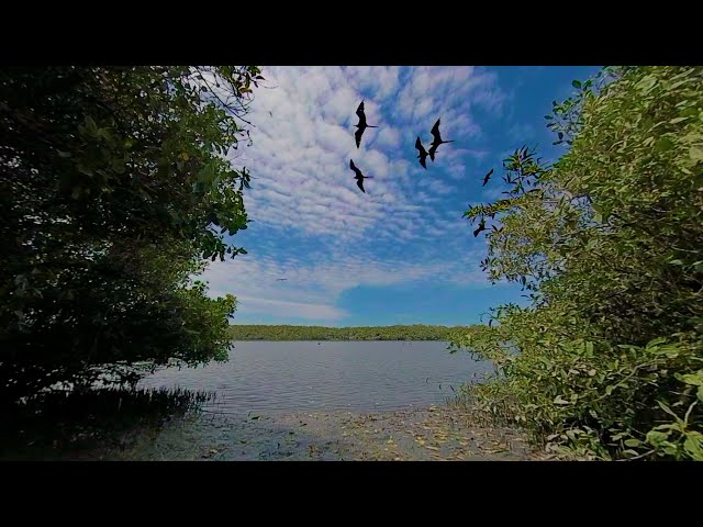 Sitio Ramsar Manglares de San Pedro de Vice