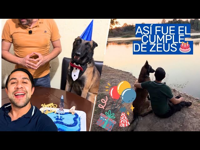 This is how my beloved Zeus celebrated his 4th birthday ❤️🐶 🎂