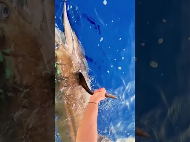 tagging BEAUTIFUL BLUE MARLIN. #fishing #boat #yacht #fish #ladyangler #offshore #
