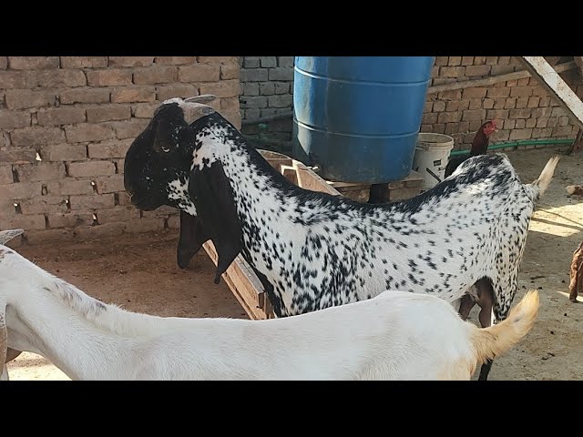 Goat farming on roof 03.06.2026