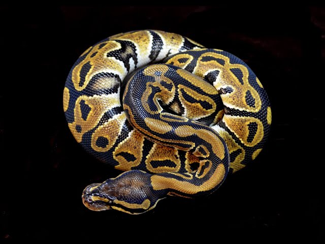 03BP2025 04 Normal Female