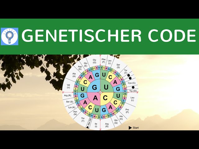 Genetischer Code - Code Sonne / Gensonne & Eigenschaften - Der genetische Code einfach erklärt