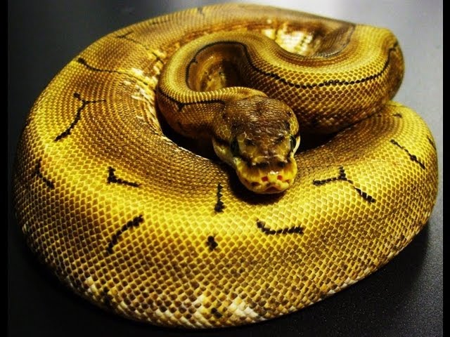 Ball Python collection and breeding update