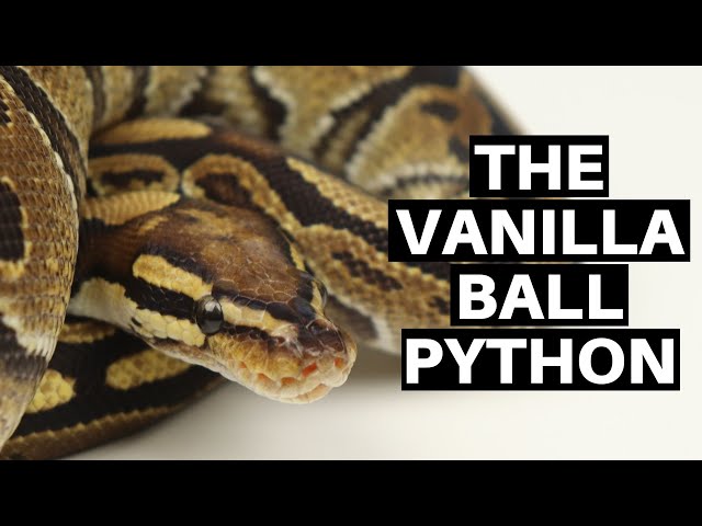 Morph Guide #14: The Vanilla Ball Python - Benjamin's Exotics