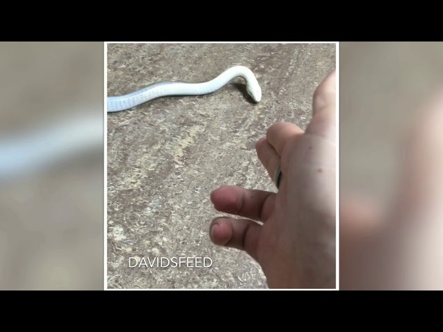 The ONLY way you should ever shoot a snake