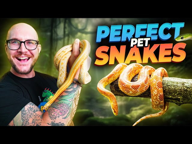 5 PERFECT Pet Snakes YOU have Never Thought About!
