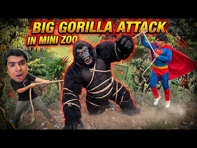 Big Angry Gorilla Attacked in Mini Zoo 😱 Superman Ny bacha Lia😍