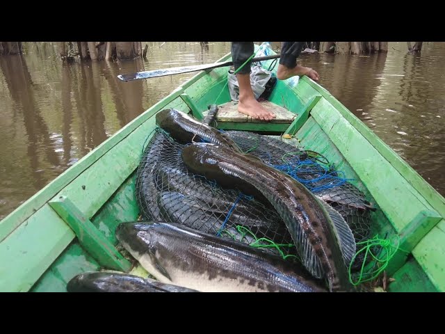 RETURNING TO THE TOMAN FISH SPOT, THE HARVEST WAS ALSO HAPPENING