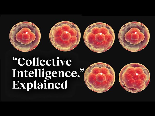 The beauty of collective intelligence, explained by a developmental biologist | Michael Levin
