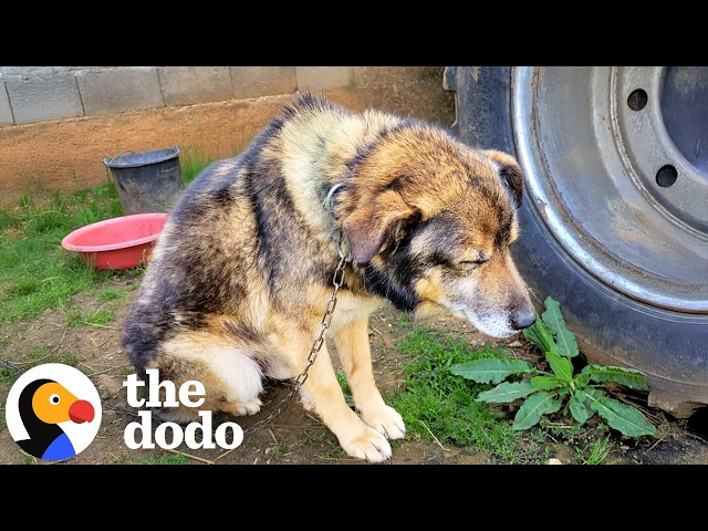 Woman Rescues Chained Senior Dog And Ends Up Saving Hundreds More | The Dodo