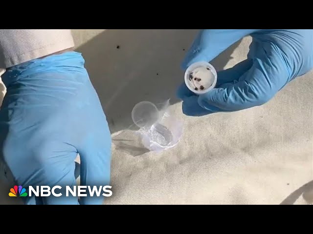 Invasive tick species poses new health risks