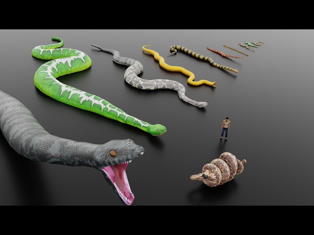 Biggest Snakes Ever vs Humans (Real Size Comparison)