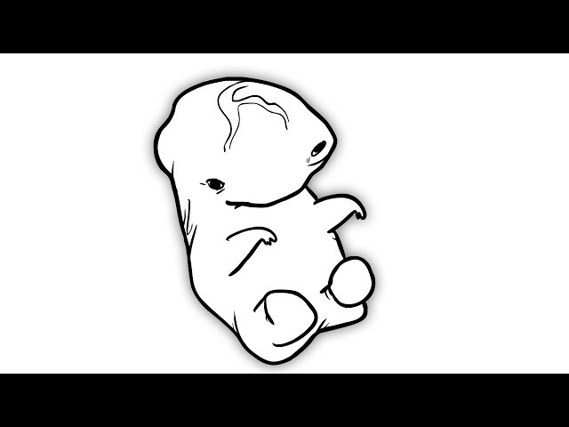 FETUS