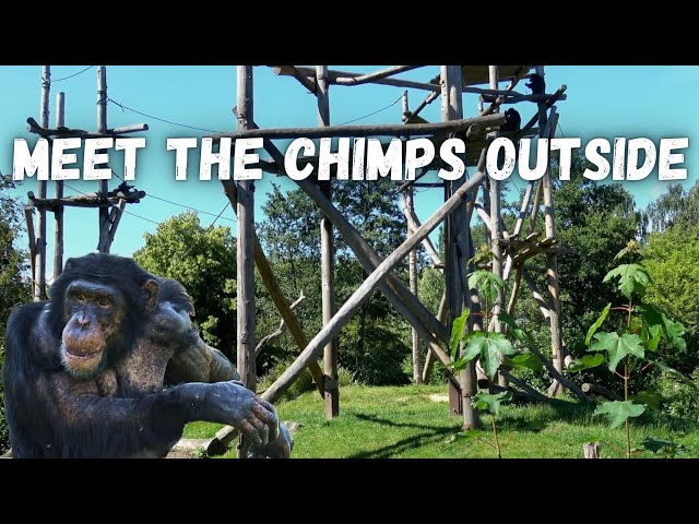 World of Chimps: Secrets of Their Outdoor Habitat Revealed!